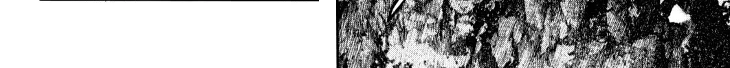 Read The Climber EN Manga Online